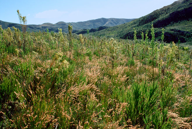 Leucadendron ericifolium