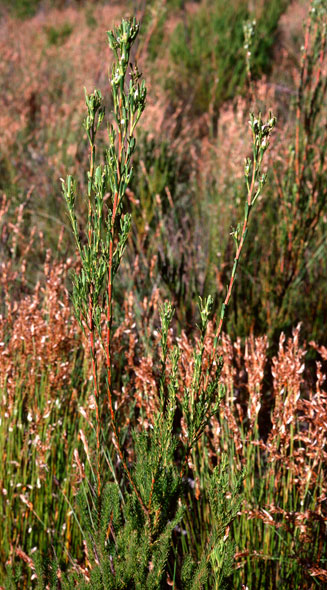Leucadendron ericifolium