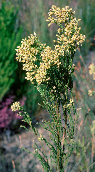 Leucadendron ericifolium