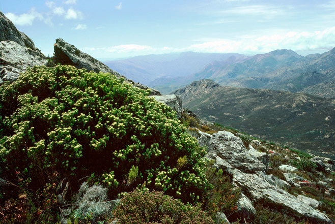 Leucadendron dregei
