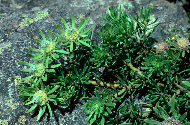 Leucadendron dregei