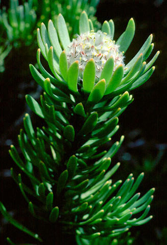 Leucadendron dregei