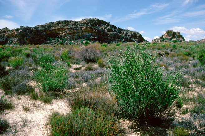 Leucadendron dubium