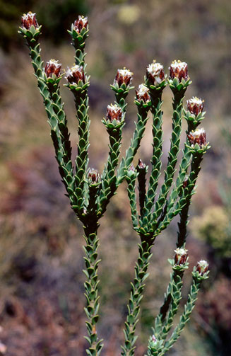 Leucadendron dubium