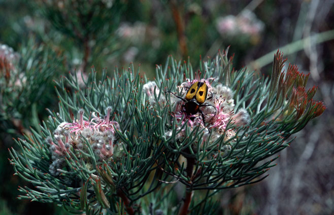Serruria candicans (Shiny spiderhead)