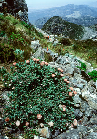 Protea rupicola (Krantz sugarbush)