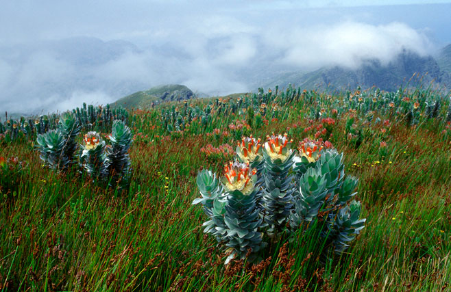 Mimetes hottentoticus (Matchstick pagoda)