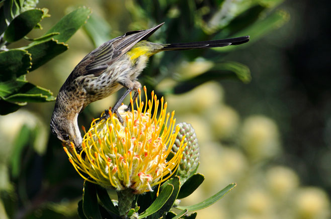Leucospermum cuneiforme