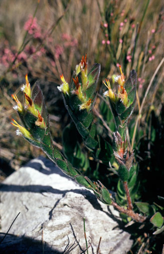 Mimetes palustris (Cryptic pagoda)