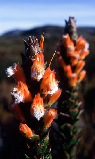 Mimetes capitulatus (Conical pagoda)