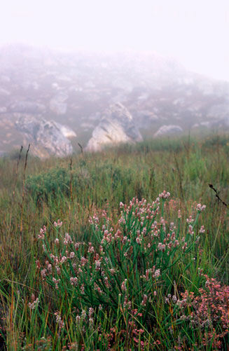 Spatalla colorata (Shiny spoon)