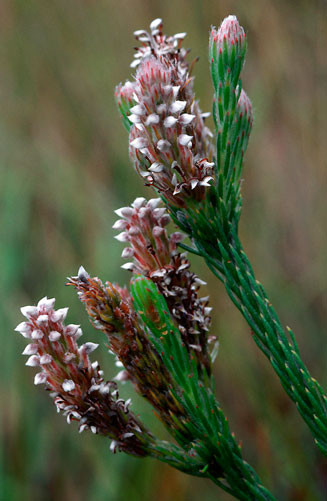 Spatalla colorata (Shiny spoon)