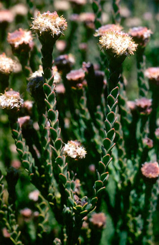 Leucadendron dubium