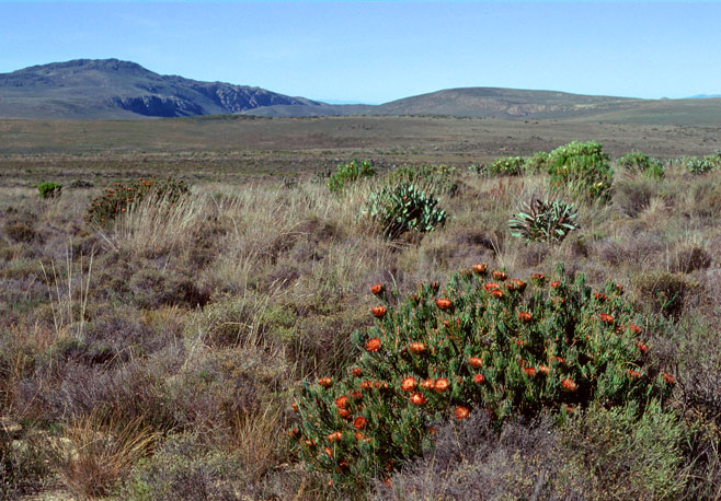 Protea canaliculata (Groove-leaf sugarbush)