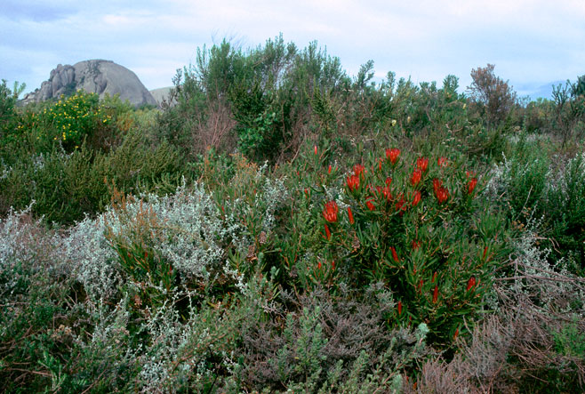 Protea burchellii (Burchell's sugarbush)