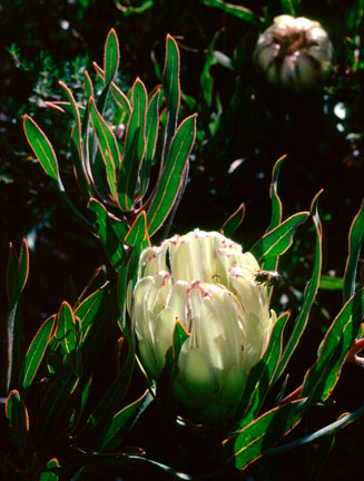 Protea burchellii (Burchell's sugarbush)