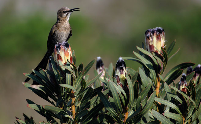 Protea lepidocarpodendron (Black-beard sugarbush)