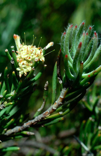 Sorocephalus crassifolius (Flowerless clusterhead)