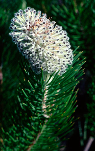Sorocephalus alopecurus (Woolly-stalk clusterhead)