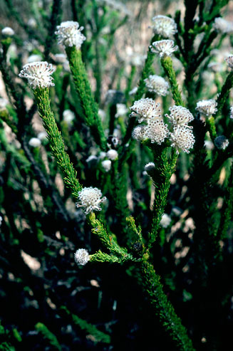 Serruria millefolia (Millileaf spiderhead)