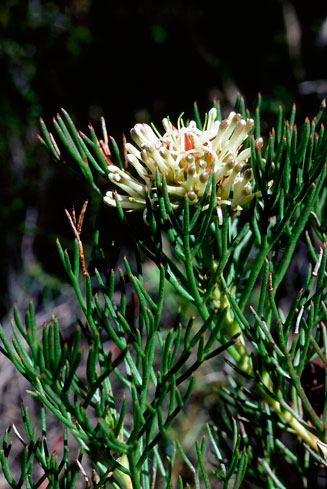 Serruria collina (Lost spiderhead)