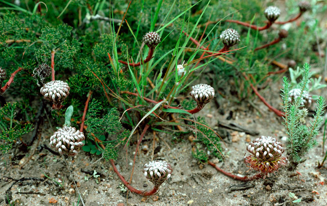 Serruria incrassata (Silver-paw spiderhead)