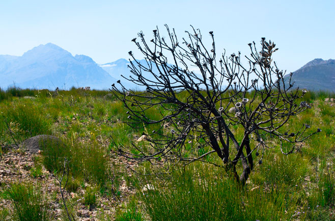 Protea laurifolia (Grey-leaf sugarbush)