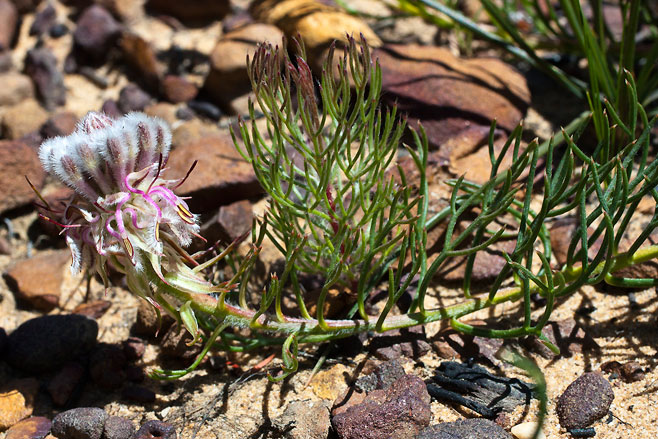Serruria furcellata (Kraaifontein spiderhead)