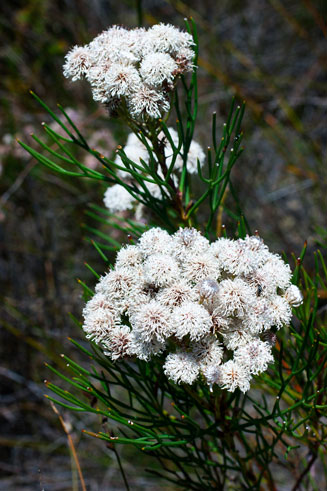 Serruria triternata (Tulbagh spiderhead)