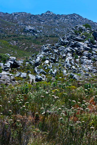 Serruria triternata (Tulbagh spiderhead)