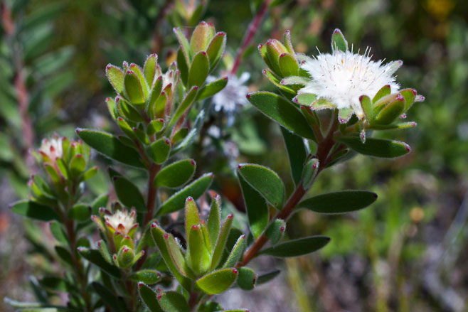 Diastella myrtifolia