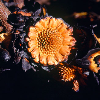 Protea amplexicaulis (Clasping-leaf sugarbush)