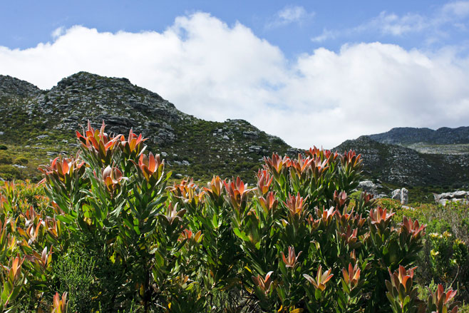 Leucadendron laureolum