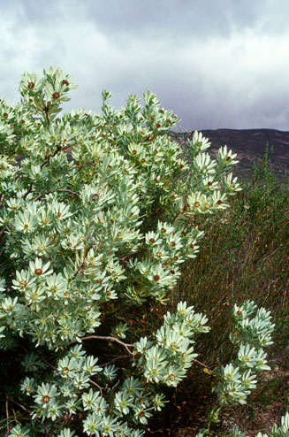 Leucadendron loranthifolium