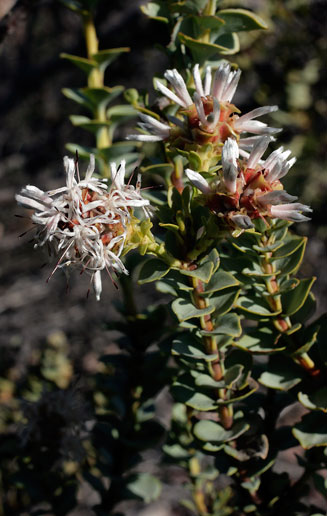 Paranomus abrotanifolius (Bredasdorp sceptre)