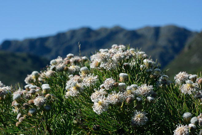 Serruria kraussii (Snowball spiderhead)