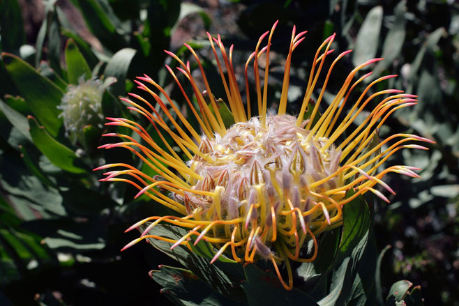 Leucospermum gueinzii (Kloof fountain pincushion)