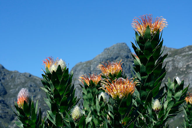 Leucospermum gueinzii (Kloof fountain pincushion)