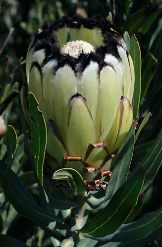 Protea neriifolia (Narrow-leaf sugarbush)