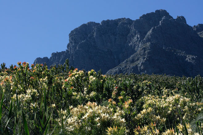 Leucadendron sessile