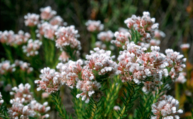 Spatalla tulbaghensis (Shaggy-hair spoon)
