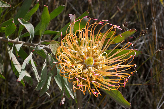 Leucospermum catherinae