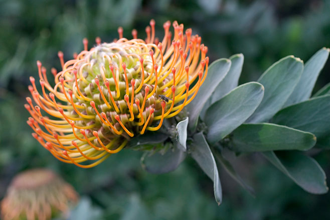 Leucospermum vestitum (Silky-haired pincushion)