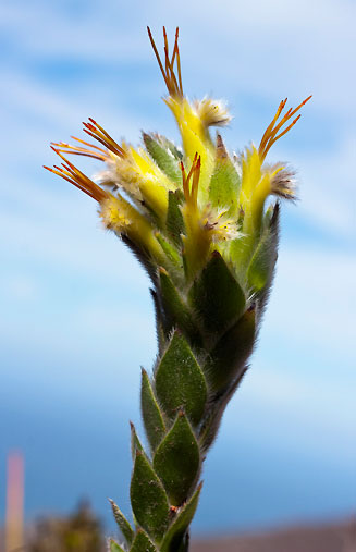 Mimetes palustris (Cryptic pagoda)