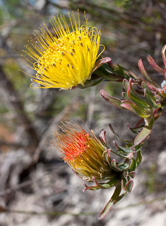 Leucospermum gracile (Hermanus pincushion)