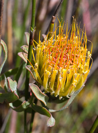 Leucospermum gracile (Hermanus pincushion)