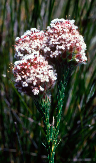Sorocephalus imbricatus (Tile-leaf clusterhead)