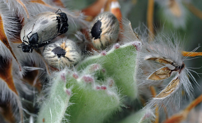 Leucospermum conocarpodendron (Grey tree pincushion, Green tree pincushion)