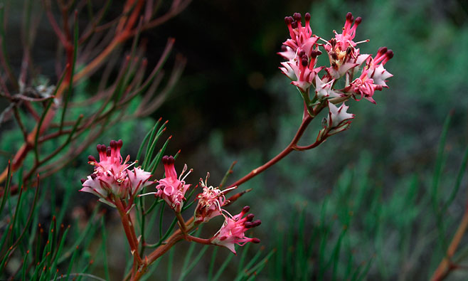 Serruria meisneriana (Dainty spiderhead)