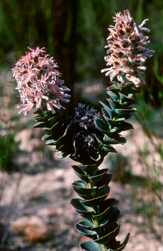 Paranomus spathulatus (Langeberg sceptre)